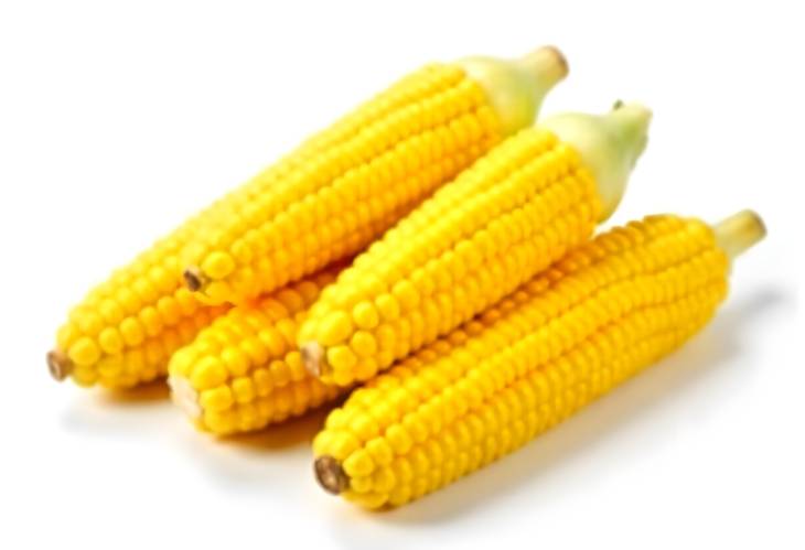 Boiled Sweet Corn Cobs on White Background